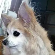 すももの画像