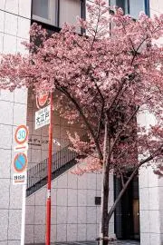 あるめ