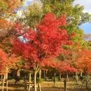 よるの画像