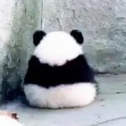 もこもんの画像