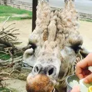 サンタマリアの画像