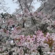 りょんの画像