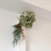 ちゃんもも