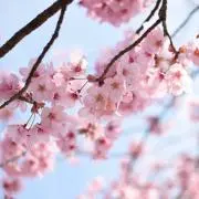 ハナサブレ87の画像