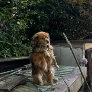 こう
