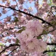 unaの画像