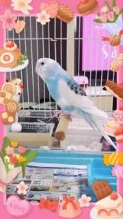 桜姫の画像
