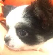 Larryの画像