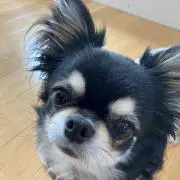 choの画像