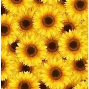 向日葵　★プロフ必読★の画像