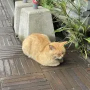 ニュージーンズの画像