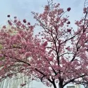 ruruの画像