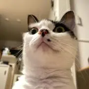 さや。