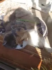 つきのの画像