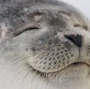 あきの画像