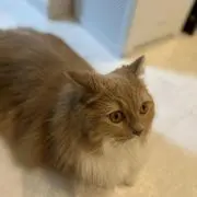 Hの画像