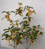 きんもくせいの画像