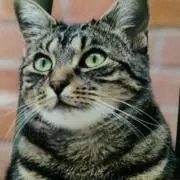 きよたん