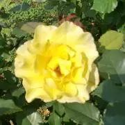 キラリ(☆∀☆)の画像
