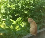 さとわの画像