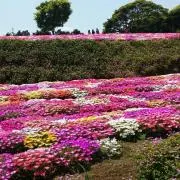 まりぽん 発送準備に3～4日かかりますの画像