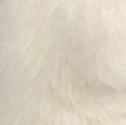 sonarcatの画像
