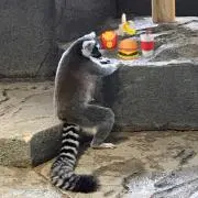 kuzuyr