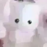 うさぎの画像
