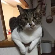 アオウマの画像