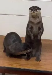 リヒトの画像