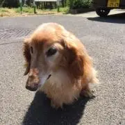 ミッキーの画像