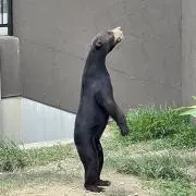 TETORAの画像