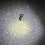 shiromaruの画像