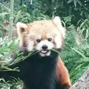 ちゃいろの画像