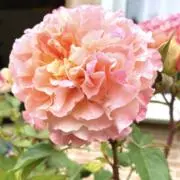 さくらの画像