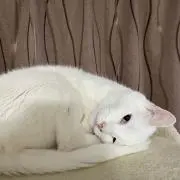 ミル