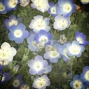 ちょこ【まとめ買お値引き可】の画像