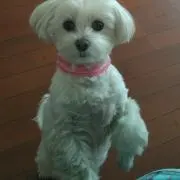 みるティ
