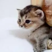 chibiの画像