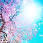 Nataの画像