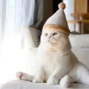 バジルの画像