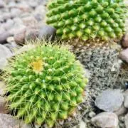 とげ丸の画像
