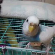 水素の画像