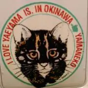 とら猫ミカンの画像