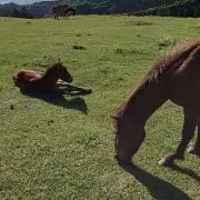 shinの画像