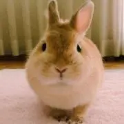 fa-faの画像