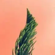 moの画像