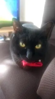ニャン