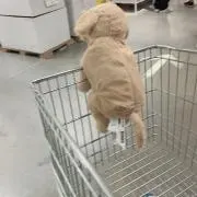 いぶいぶ
