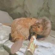 モモタロス